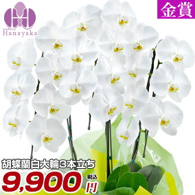 楽天市場 鉢花 種類 植物 クリスマスローズ 人気ランキング1位 売れ筋商品 楽天市場 鉢花 種類 植物 クリスマスローズ 人気ランキング1位 売れ筋商品
